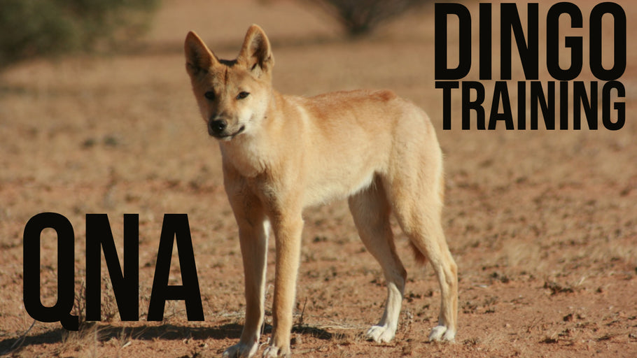 Paumiko Dog Training - Training a Dingo