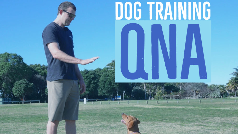 Paumiko Dog Training - QnA